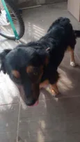 Sammy