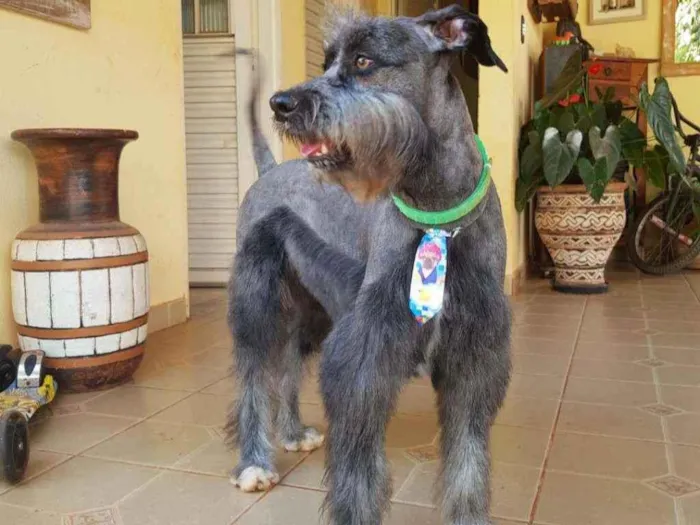 Cachorro raça SRD idade 1 ano nome Sebastian