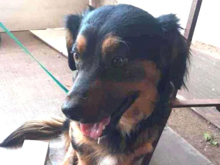 Cachorro ra a SRD idade 1 ano nome Sammy