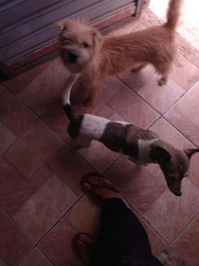 Cachorro ra a Mística idade 2 anos nome Lili e pluto