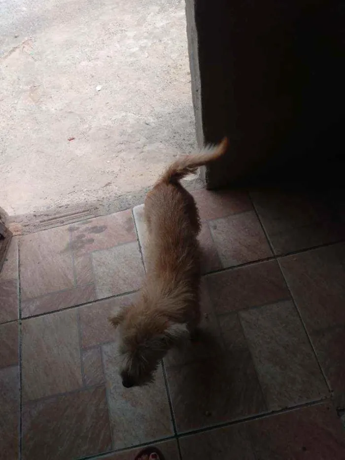 Cachorro ra a Mística idade 2 anos nome Lili e pluto