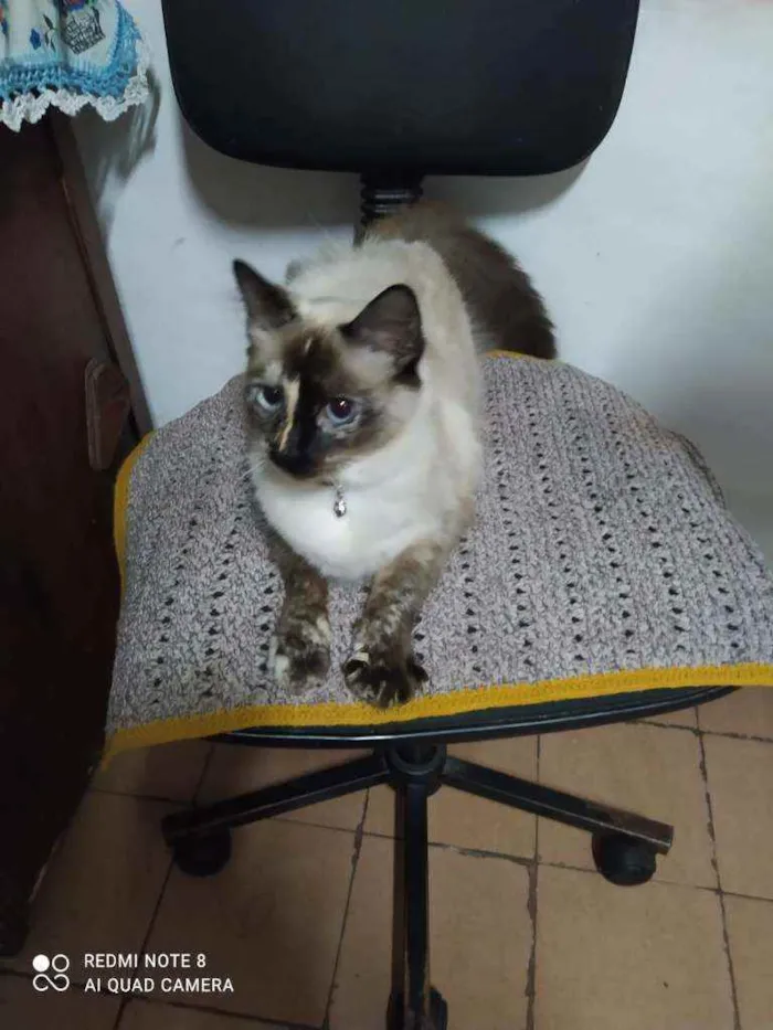 Gato ra a  idade 1 ano nome Gianna