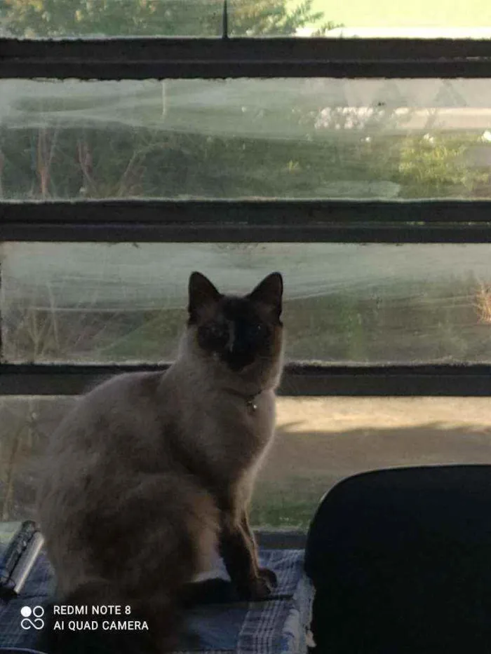 Gato ra a  idade 1 ano nome Gianna