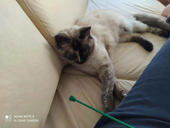 Gato ra a  idade 1 ano nome Gianna