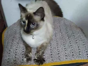 Gato raça  idade 1 ano nome Gianna