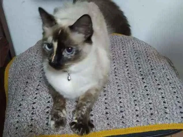 Gato ra a  idade 1 ano nome Gianna