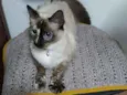 Gianna