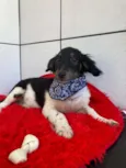 Cachorro raça SRD-ViraLata idade 2 a 6 meses nome Pretinho