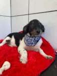 Cachorro raça SRD-ViraLata idade 2 a 6 meses nome Pretinho