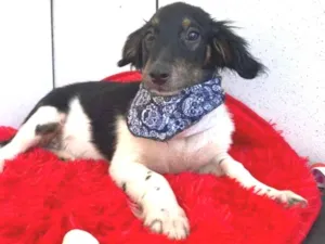 Cachorro raça SRD-ViraLata idade 2 a 6 meses nome Pretinho