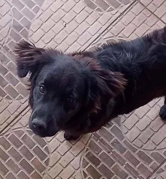 Cachorro raça Vira-lata  idade 2 a 6 meses nome Ravena