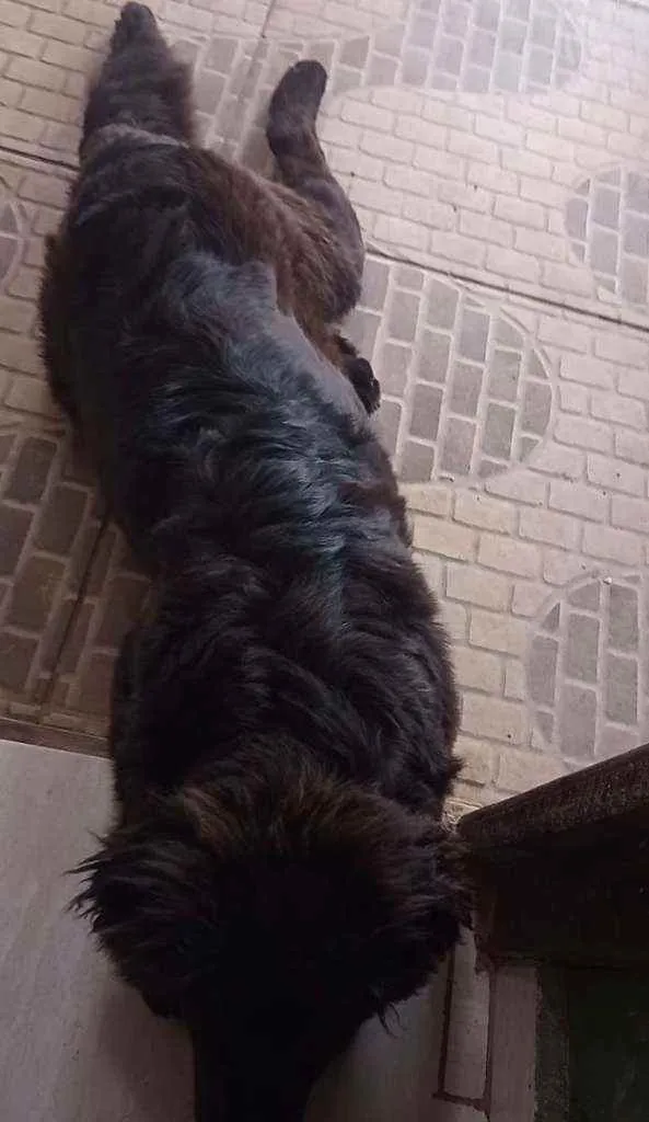 Cachorro raça Vira-lata  idade 2 a 6 meses nome Ravena