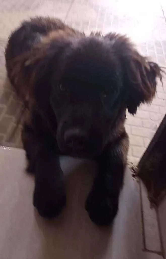 Cachorro raça Vira-lata  idade 2 a 6 meses nome Ravena
