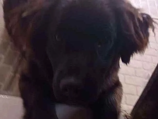 Cachorro raça Vira-lata  idade 2 a 6 meses nome Ravena