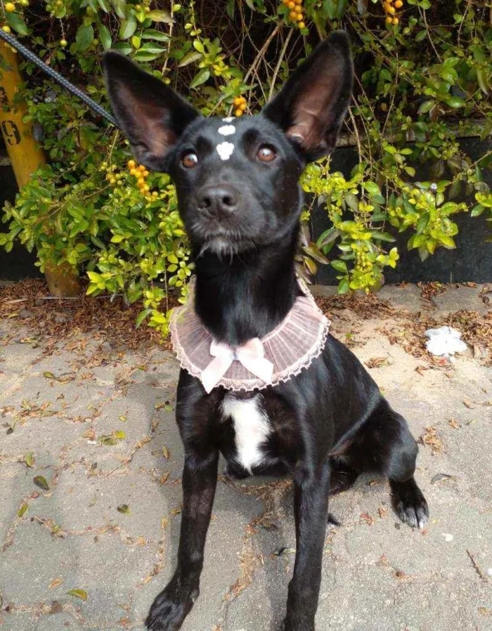 Cachorro raça Sem raça definida idade 7 a 11 meses nome Teca