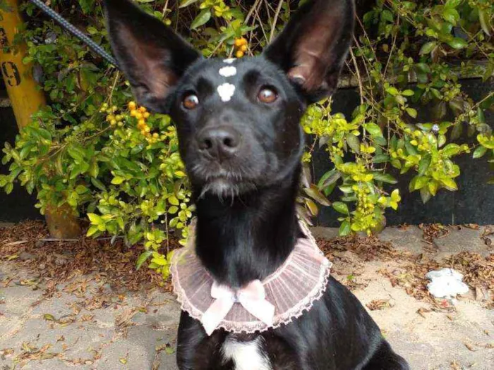 Cachorro raça Sem raça definida idade 7 a 11 meses nome Teca