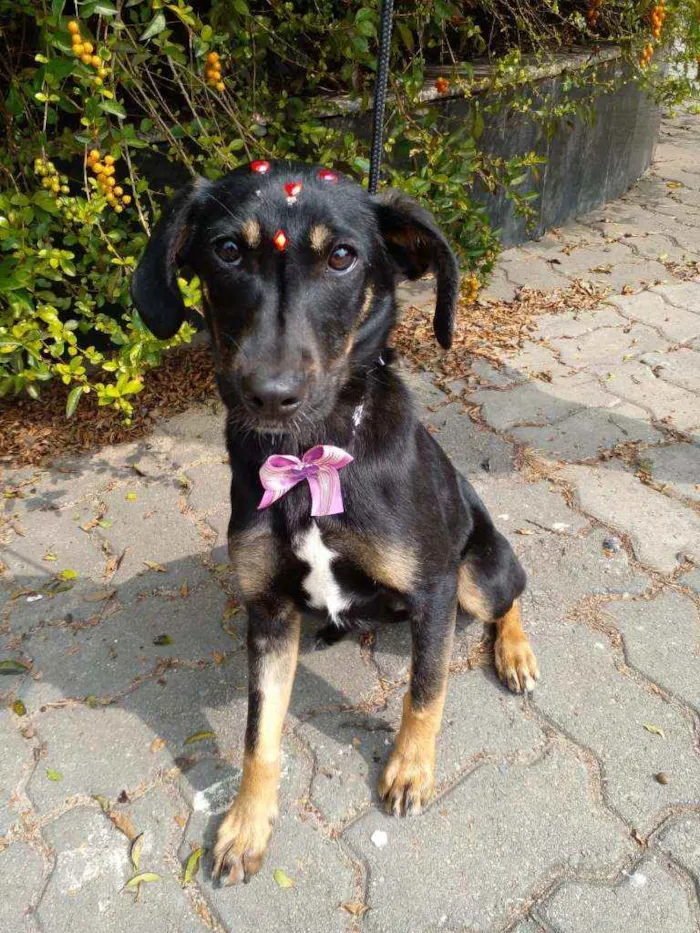 Cachorro raça Sem raça definida idade 7 a 11 meses nome Toca 