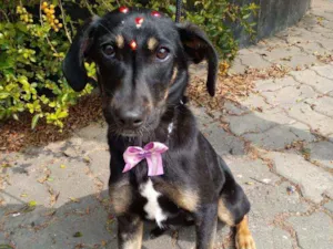 Cachorro raça Sem raça definida idade 7 a 11 meses nome Toca 