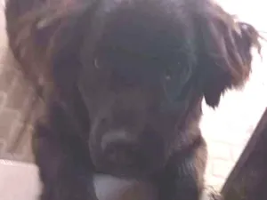Cachorro raça Vira-lata  idade 2 a 6 meses nome Ravena