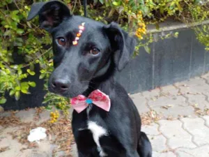 Cachorro raça Sem raça definida idade 7 a 11 meses nome Tica