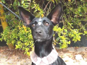 Cachorro raça Sem raça definida idade 7 a 11 meses nome Teca