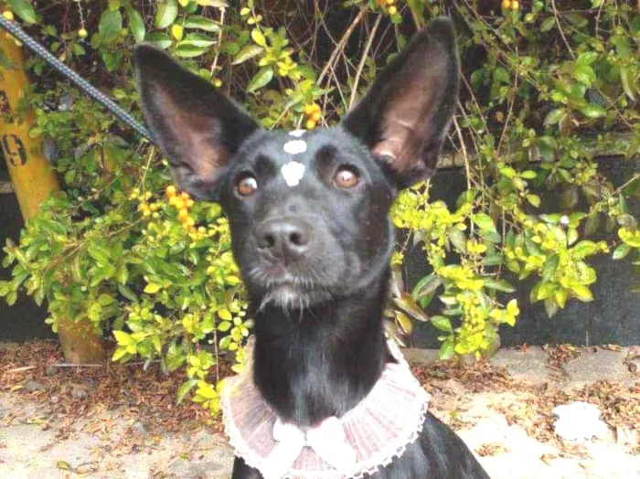 Cachorro raça Sem raça definida idade 7 a 11 meses nome Teca