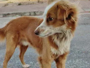 Cachorro raça Mestiço idade 7 a 11 meses nome Thomas 