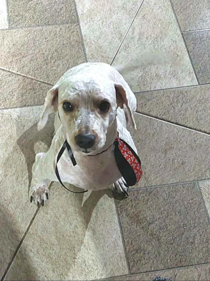 Cachorro raça Poodle  idade 4 anos nome Kalebe 