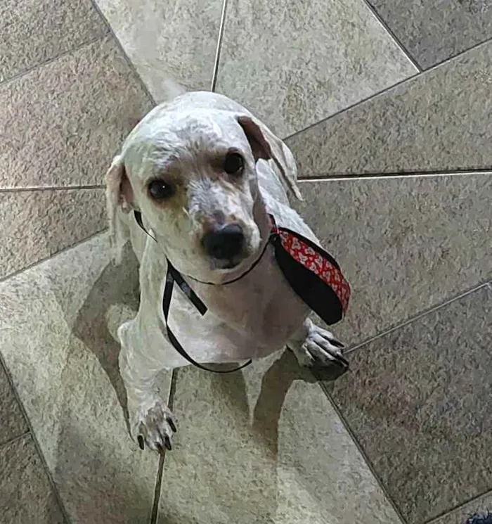 Cachorro raça Poodle  idade 4 anos nome Kalebe 