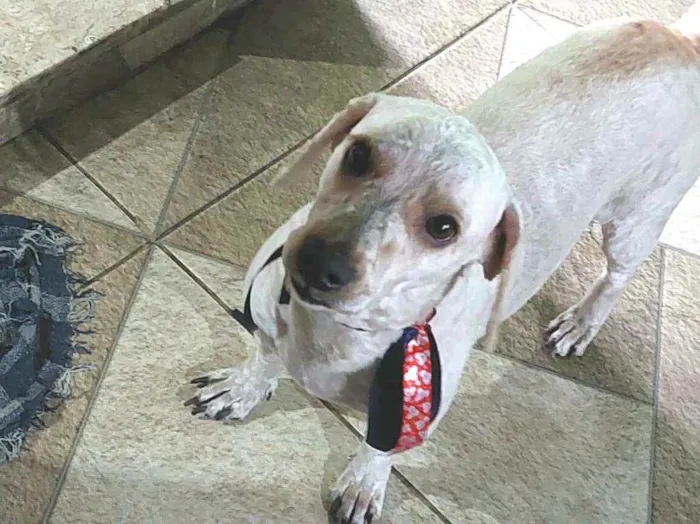 Cachorro raça Poodle  idade 4 anos nome Kalebe 