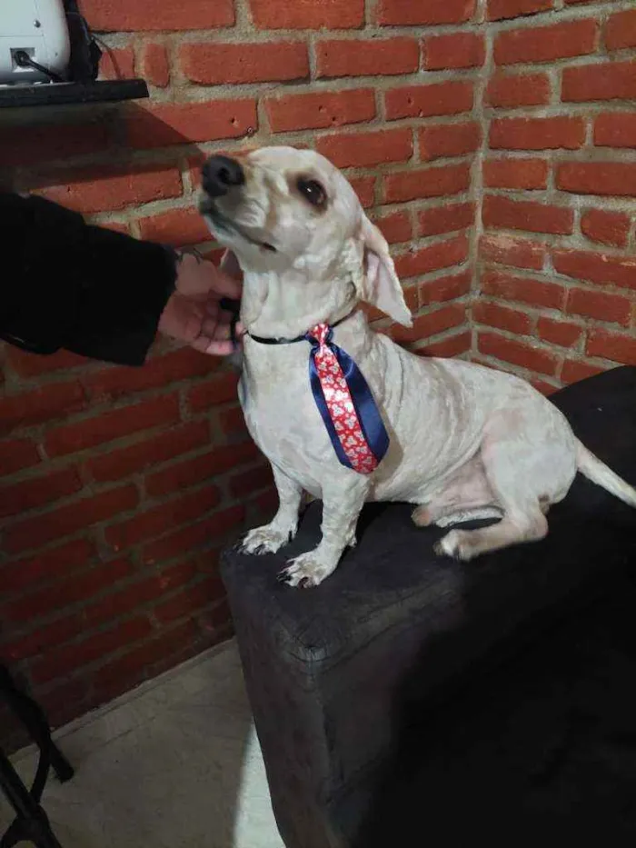 Cachorro raça Poodle  idade 4 anos nome Kalebe 