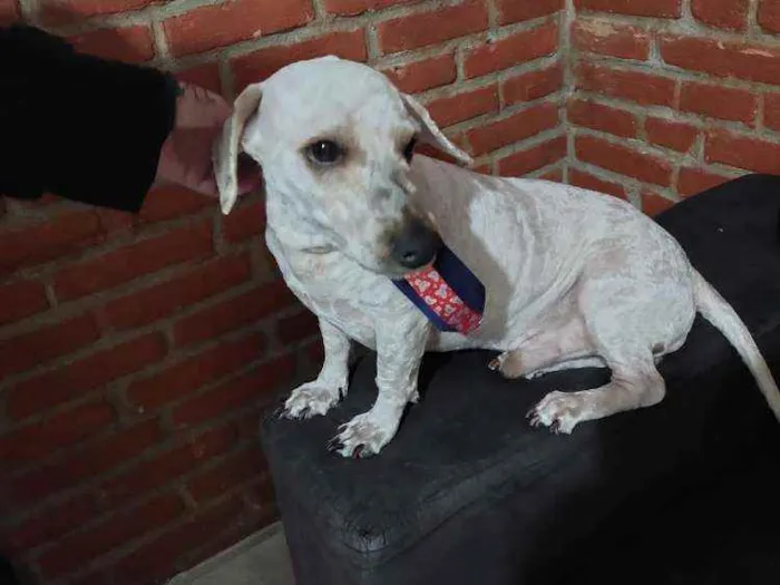 Cachorro raça Poodle  idade 4 anos nome Kalebe 