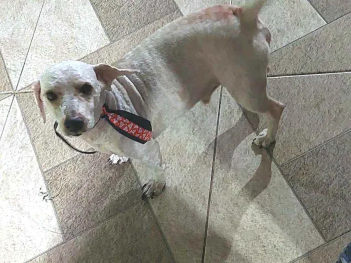 Cachorro raça Poodle  idade 4 anos nome Kalebe 