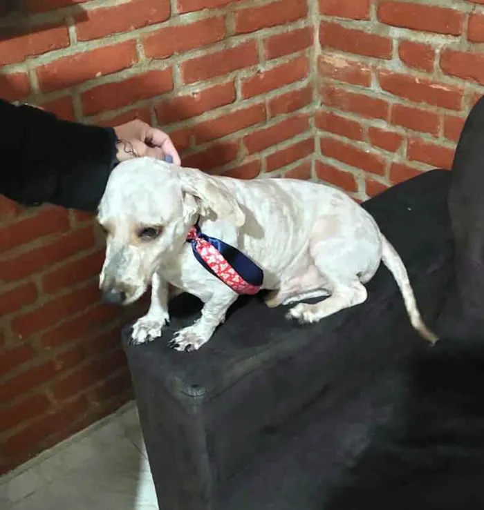 Cachorro raça Poodle  idade 4 anos nome Kalebe 