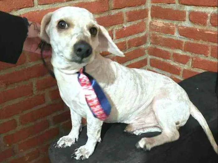 Cachorro raça Poodle  idade 4 anos nome Kalebe 