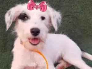 Cachorro raça Mestiça  idade 7 a 11 meses nome Luana 