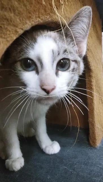 Gato raça SRD-ViraLata idade 2 a 6 meses nome KLEBER MIX