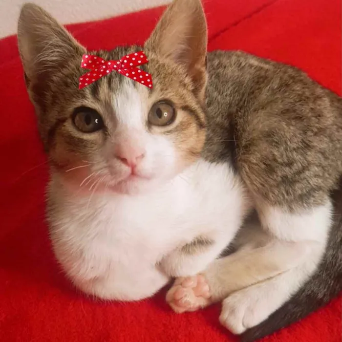 Gato ra a Mestiça  idade 2 a 6 meses nome Tina 