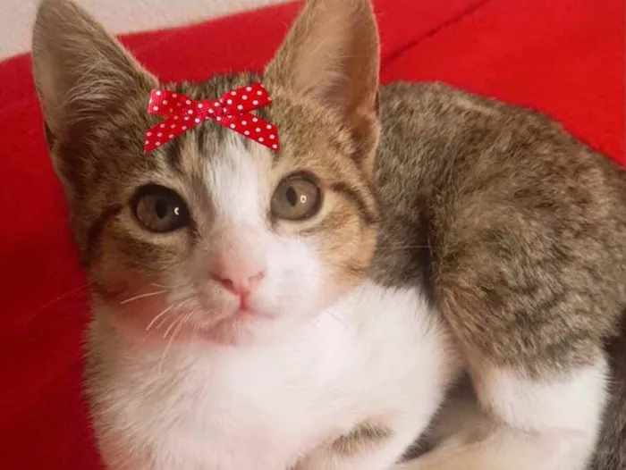 Gato ra a Mestiça  idade 2 a 6 meses nome Tina 