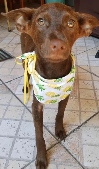 Cachorro ra a SRD-ViraLata idade 2 a 6 meses nome MARRON GARDENAL