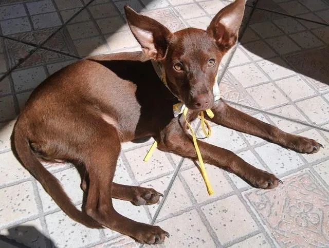 Cachorro ra a SRD-ViraLata idade 2 a 6 meses nome MARRON GARDENAL