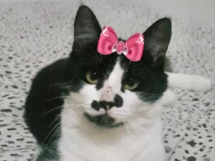 Gato ra a Mestiça  idade 7 a 11 meses nome Nina 