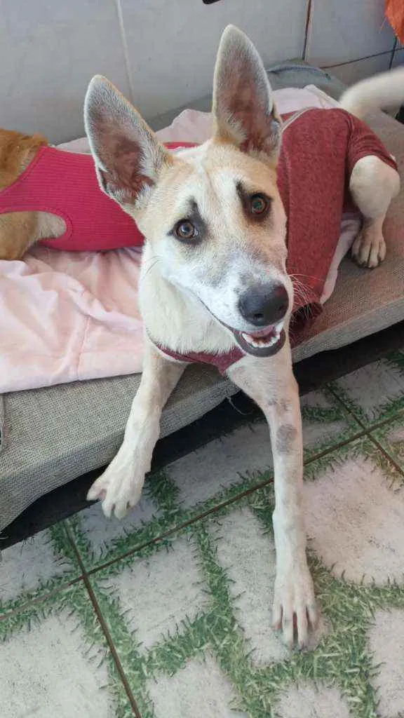 Cachorro ra a Srd idade 7 a 11 meses nome Valentina