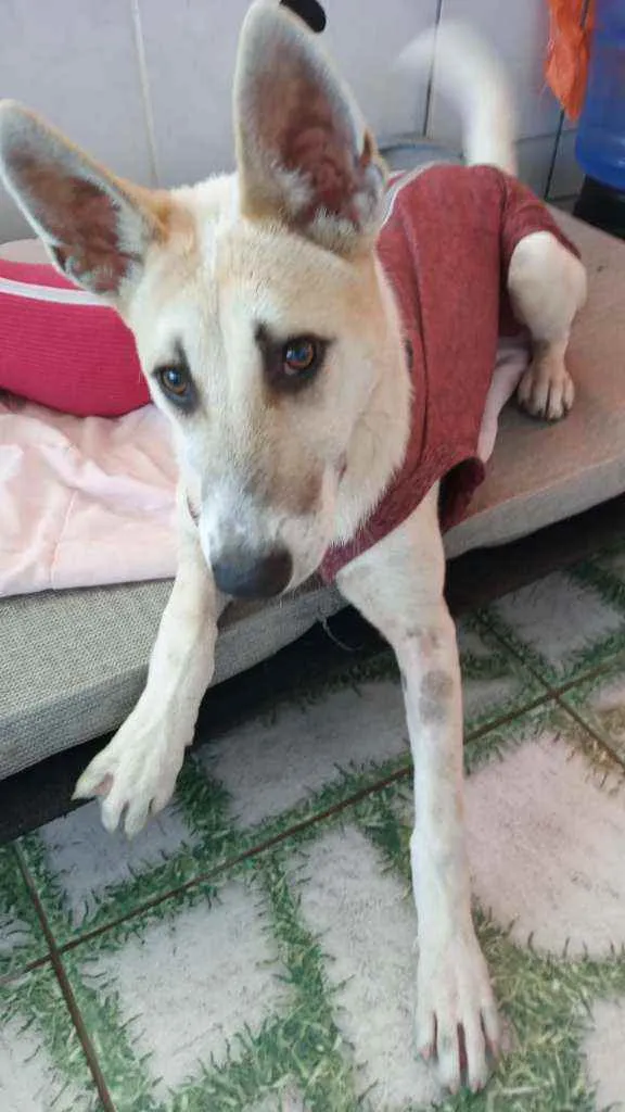 Cachorro ra a Srd idade 7 a 11 meses nome Valentina