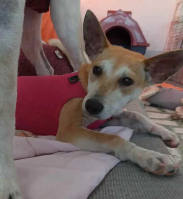 Cachorro ra a SRD idade 7 a 11 meses nome Kira