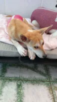 Kira