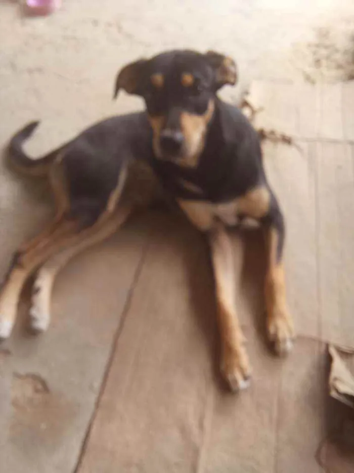 Cachorro ra a Indefinida idade 1 ano nome Meg