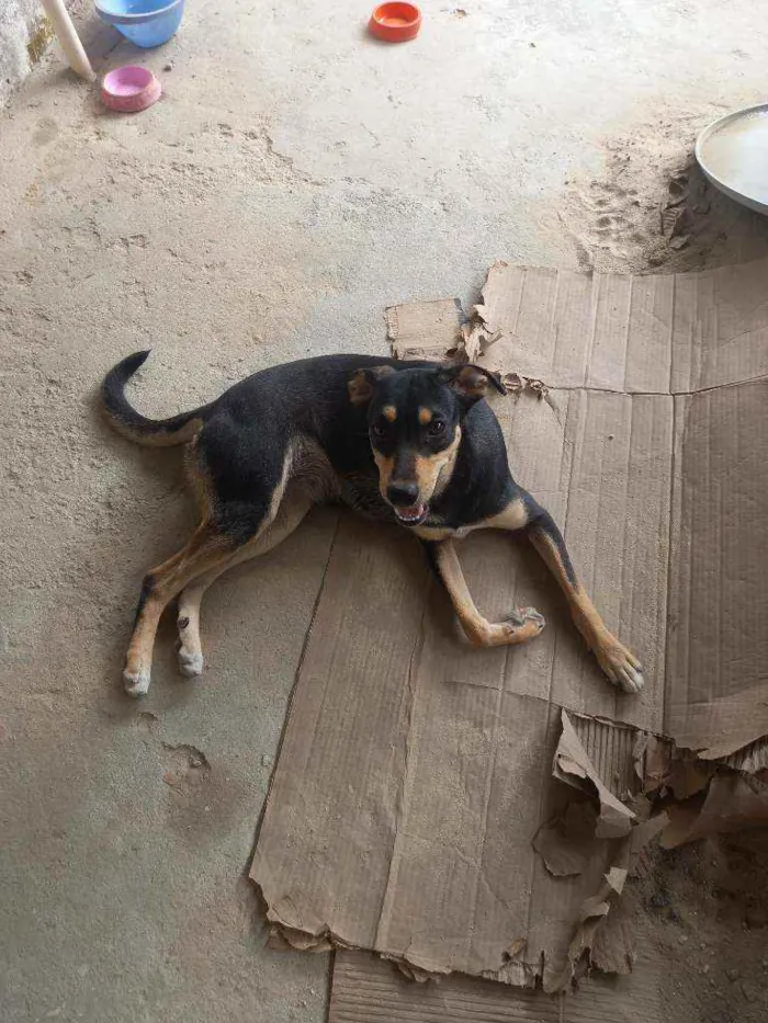 Cachorro ra a Indefinida idade 1 ano nome Meg