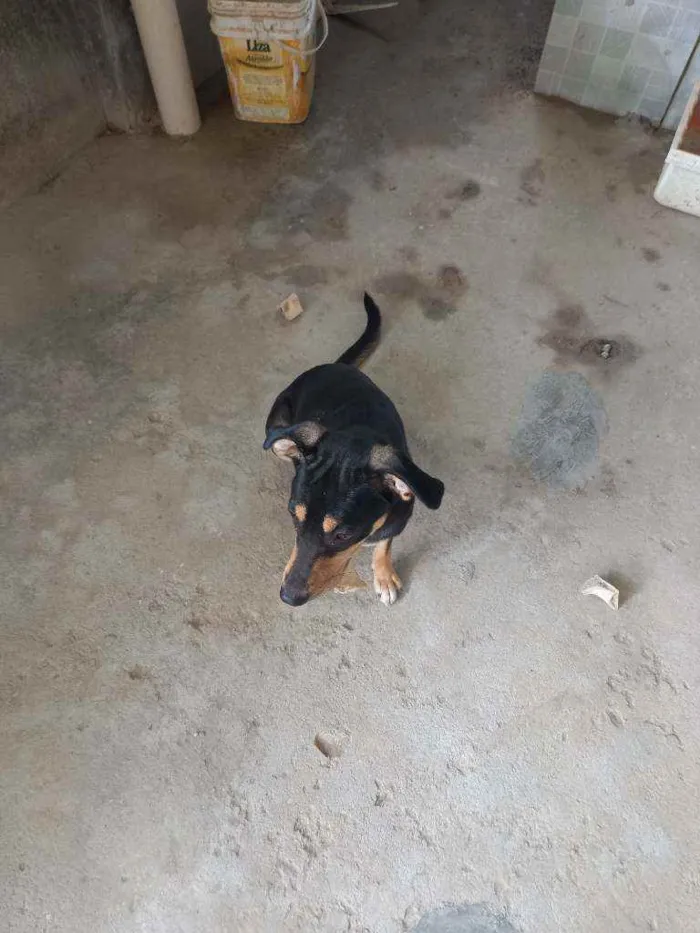 Cachorro ra a Indefinida idade 1 ano nome Meg