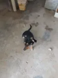 Meg